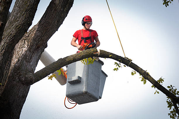 The Steps Involved in Our Tree Care Process in Mount Pleasant, UT